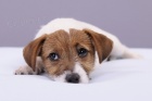 Parson a Jack Russell terir