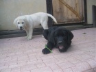 Labradorsk retriever s PP ZAHRANIN KRYT