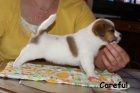 Hladk ttka s PP - Jack Russell terier