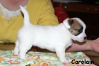 Hladk ttka s PP - Jack Russell terier