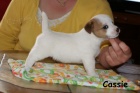 Hladk ttka s PP - Jack Russell terier