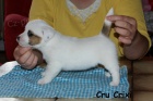 Hladk ttka s PP - Jack Russell terier