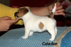 Hladk ttka s PP - Jack Russell terier
