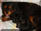 Prodm ttka kavalr king charles panl s PP