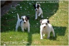 Parson a Jack Russell terir