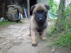 Belgick ovk Malinois  tata