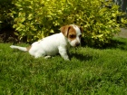 Jack Russell Terrier ttko