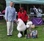 Krlovsk pudl s PP