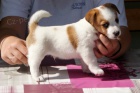 Hladk ttka s PP - JRT