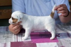 Hladk ttka s PP - JRT