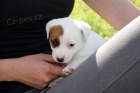 Hladk ttka s PP - JRT
