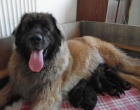 Leonberger - tata