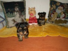 jork��rsk� terier-mini �t�natka