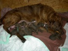 Chesapeake bay retriever