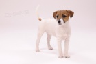 Jack a Parson Russell terir 