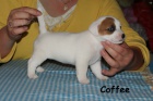 Hladk fenka s PP - Jack Russell terier