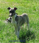 vipet-whippet