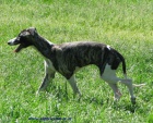 vipet-whippet