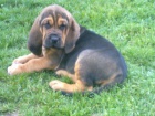 bloodhound