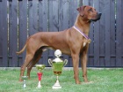 Rhodsk ridgeback