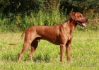 Rhodsk ridgeback