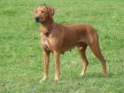 Rhodsk ridgeback