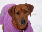 Rhodsk ridgeback