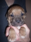 Cane Corso bez PP