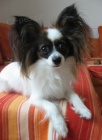 Papillon