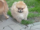 �T�N�TKO POMERANIAN