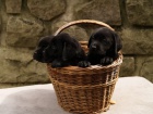 Labradorsk retriever -ern a okoldov tntka s PP