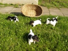Prodm tata Jack Russell Terir