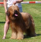 Briard - plav tata