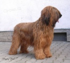 Briard - plav tata