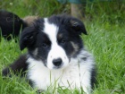 teniatka border collie s PP - dva volni psci