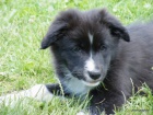 teniatka border collie s PP - dva volni psci