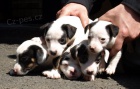 tntka jack russell terier