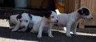 tntka jack russell terier