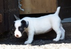 tntka jack russell terier