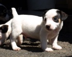 tntka jack russell terier
