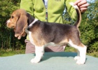 Beagle - tata s PP