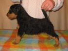 ERDELTERIER (Airedaleterrier)