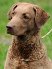 Chesapeake bay Retriever