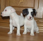 tntka jack russell terier