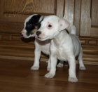 tntka jack russell terier
