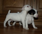 tntka jack russell terier
