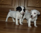 tntka jack russell terier