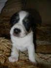 LUXUSN FENEKA JACK RUSSELL TERIER - PO RODICH S PP!