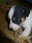 LUXUSN FENEKA JACK RUSSELL TERIER - PO RODICH S PP!