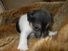 PEJSEK JACK RUSSELL TERIER - PO RODICH S PP, HLADKOSRST
